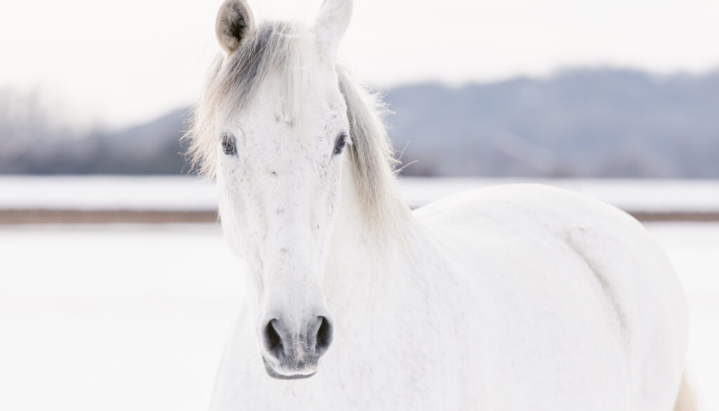 2HEADER augsburg-katharina boeld photography-horgau-hochzeit-horgau-baby-portrait-paarshooting-landkreis dillingen-aichach friedberg (1 von 1)