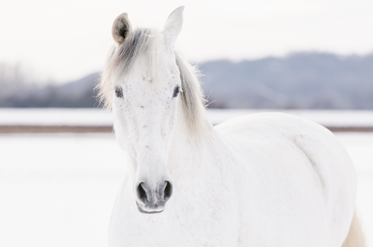Hochzeitsfotograf augsburg-katharina boeld photography-augsburg-horgau-hochzeit-pferdefotografie-baby-portrait-paarshooting (16 von 159)