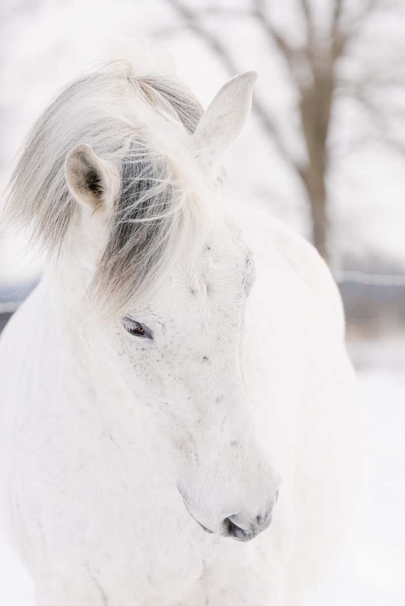 Hochzeitsfotograf augsburg-katharina boeld photography-augsburg-horgau-hochzeit-pferdefotografie-baby-portrait-paarshooting (30 von 159)